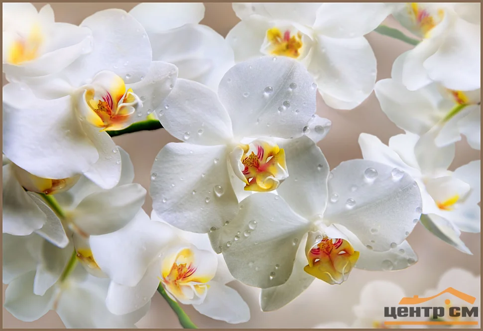 Фотообои ТУЛА Белая орхидея 196/134 4 листа