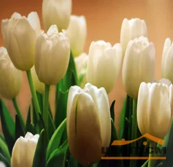 Фотообои ТУЛА Белые тюльпаны 294/201 9листов