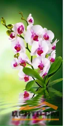 Фотообои ТУЛА VIP Орхидея 134/261 6 листов VOSTORG COLLECTION