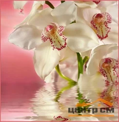 Фотообои ТУЛА Розовая орхидея 196/201 6 листов