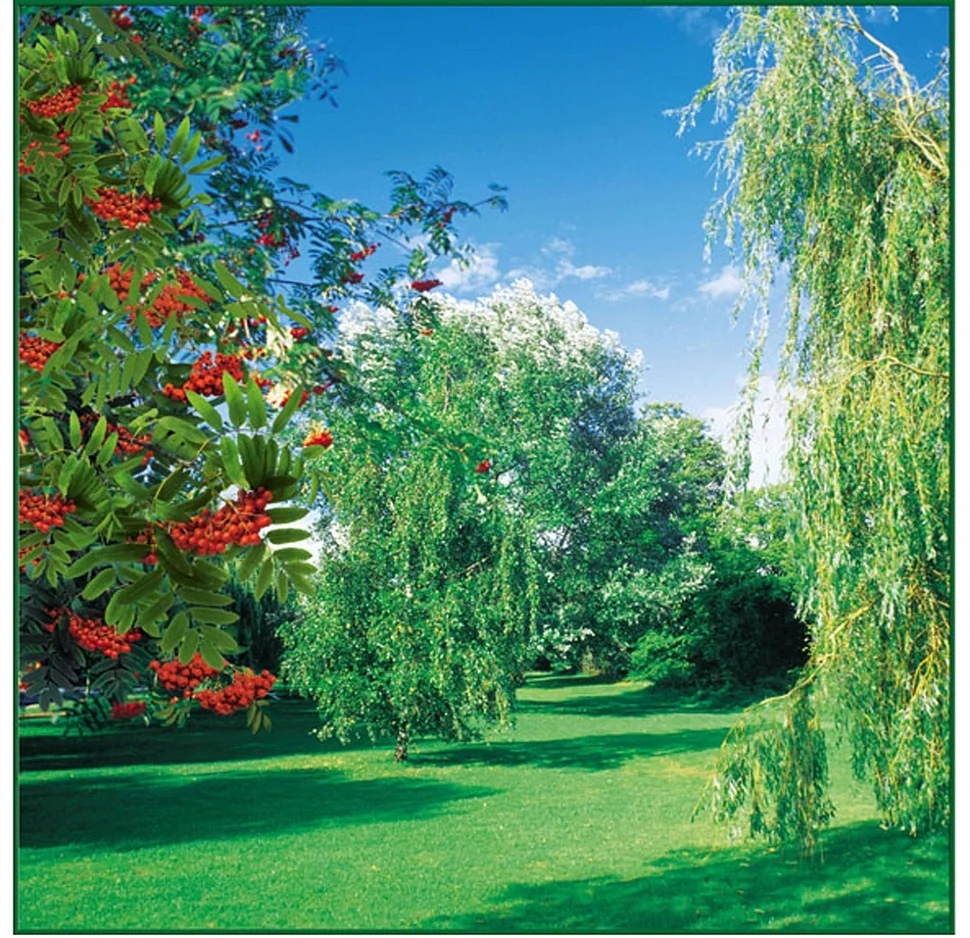 Фотообои ТУЛА Рябинка 6 листов 196/201 Фотообои ТУЛА Рябинка 6 листов 196/201