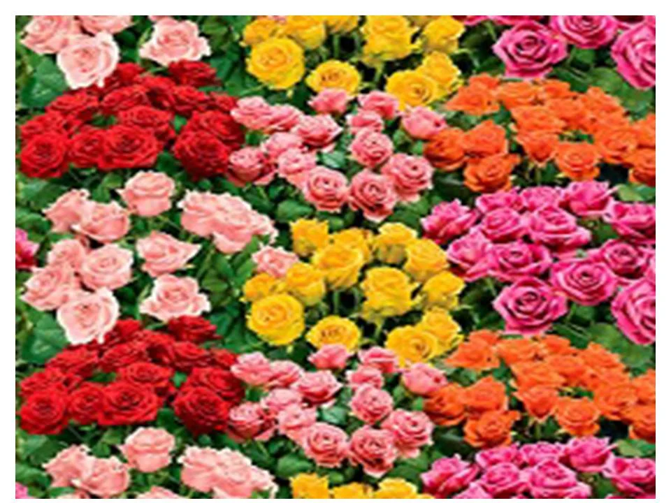 Клеенка ПВХ FIESTA на нетканой основе 1,4х20м H061