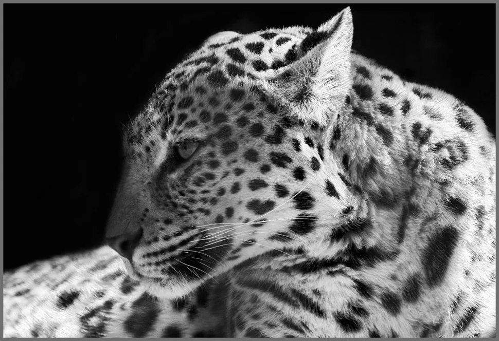 Фотообои ТУЛА Дикая кошка 4 листа 196/134